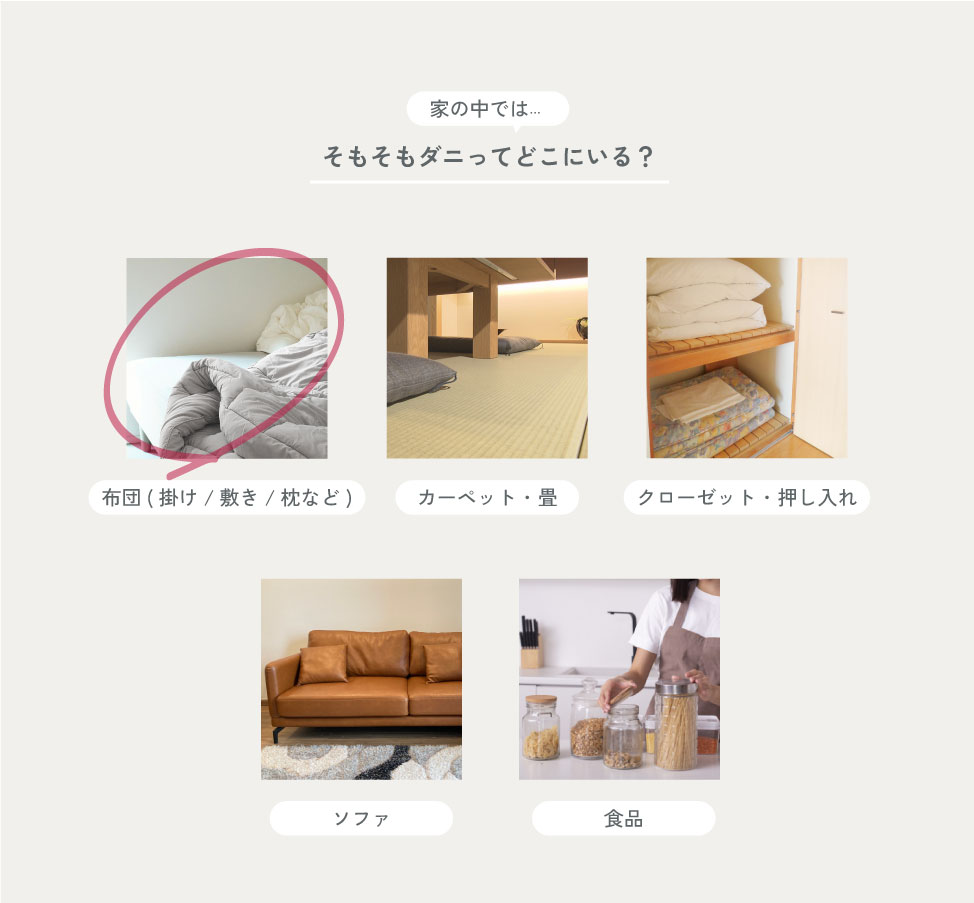家の中では・・・そもそもダニってどこにいる？